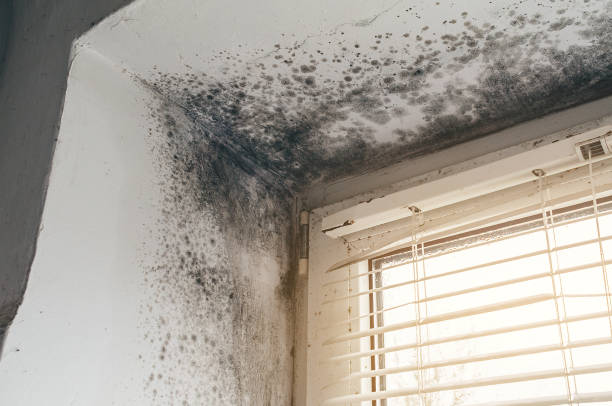 Affordable Mold Removal solutions in Newaygo, MI