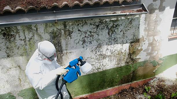 Top rated local Mold Removal specialists in Newaygo, MI